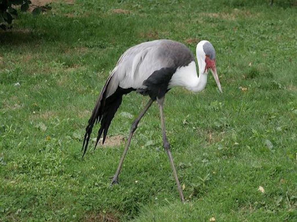 101PARC AUX OISEAUX DANS L AIN 2016 3_000003.jpg